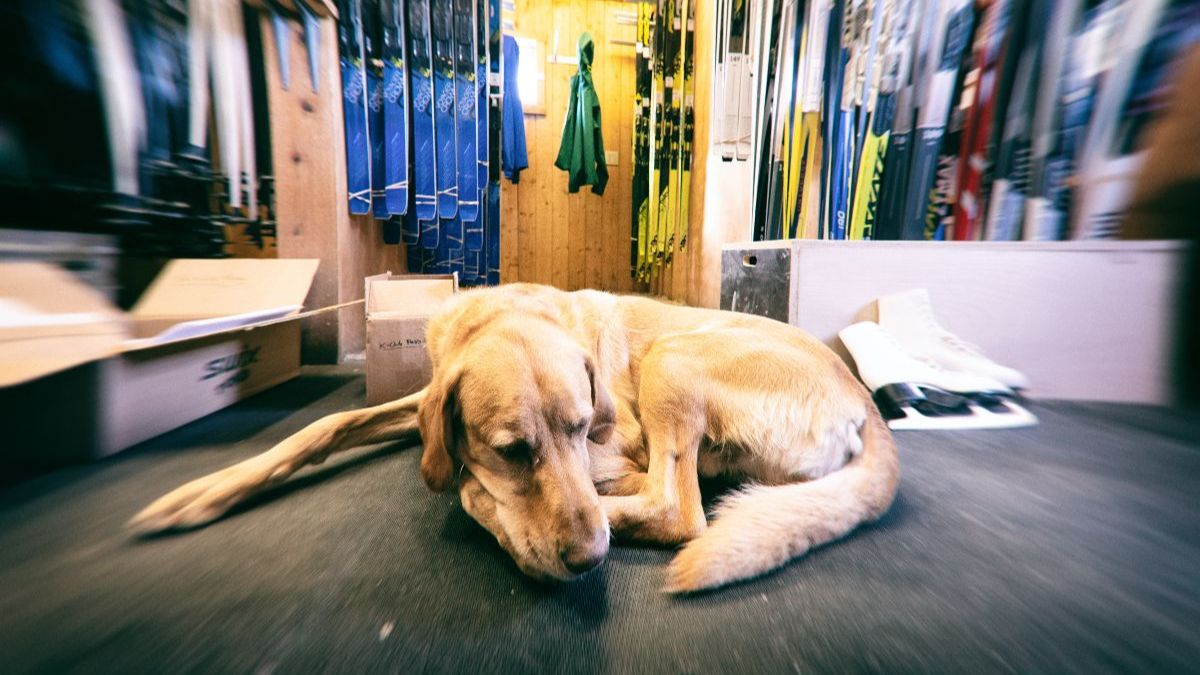 Shop dog at CB Nordic enjoy some down time at the office