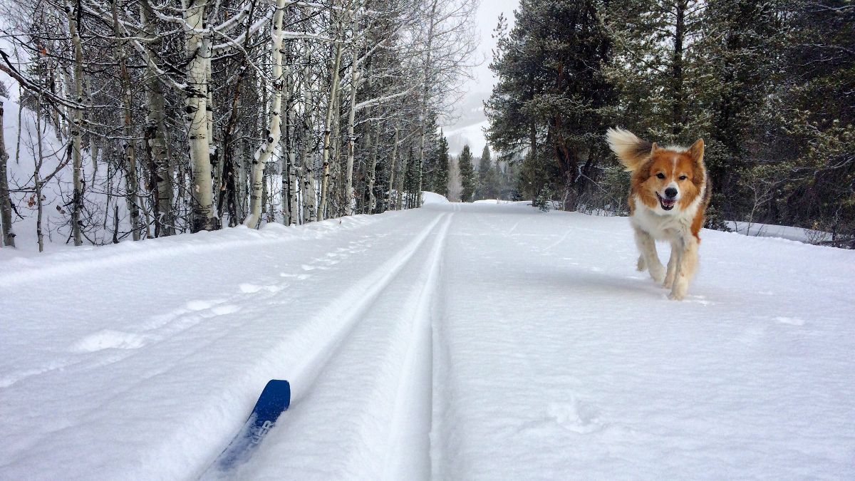 Dog ski out Mike's Mile near Crested Butte